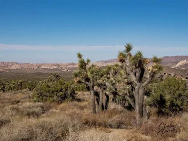 joshua-tree