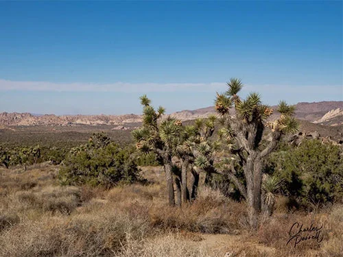 joshua-tree