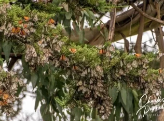 2024 Migratory Monarchs Emerge From Hibernation in Northern California