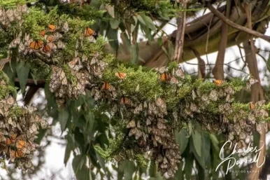 Migratory Monarchs Emerge From Hibernation in Northern California