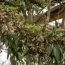 Migratory Monarchs Emerge From Hibernation in Northern California