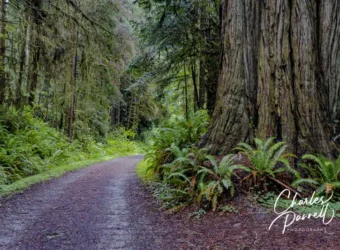 Redwood National and State Parks