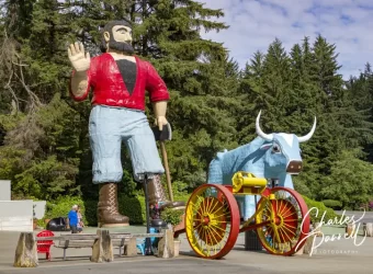 Explore California’s Wheelchair-Accessible Coastal Redwoods