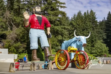 Explore California’s Wheelchair-Accessible Coastal Redwoods