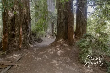 free-redwoods-prarie-creek