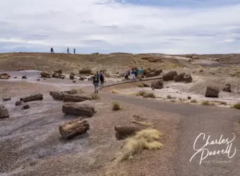 Western National Park Road Trip for Wheelchair-Users and Slow Walkers