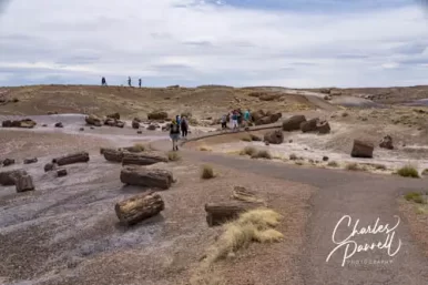 Western National Park Road Trip for Wheelchair-Users and Slow Walkers