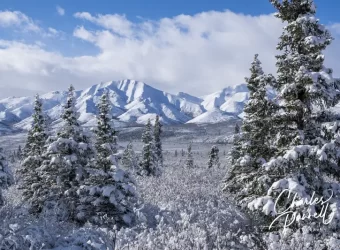 Wheelchair-Accessible Denali National Park