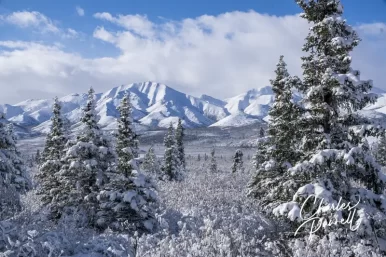 Wheelchair-Accessible Denali National Park