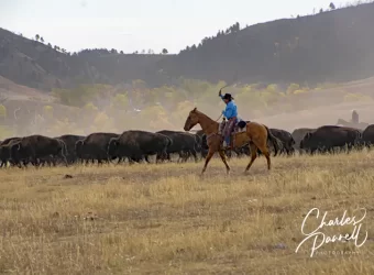 Watchable Wildlife in Custer State Park