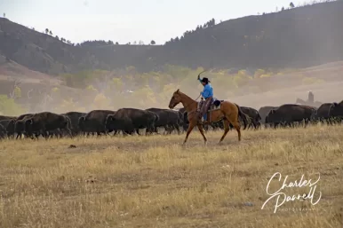 Watchable Wildlife in Custer State Park