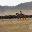 Watchable Wildlife in Custer State Park