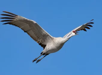 Enjoy the Lodi Sandhill Crane Festival