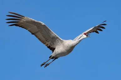 Enjoy the Lodi Sandhill Crane Festival