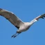 Enjoy the Lodi Sandhill Crane Festival