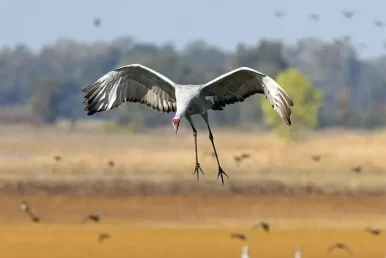 Stalking the Sandhill Cranes in Central California