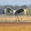 Stalking the Sandhill Cranes in Central California