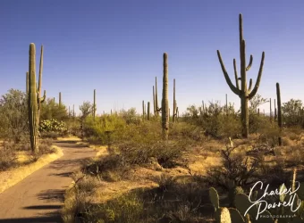 Explore Saguaro National Park