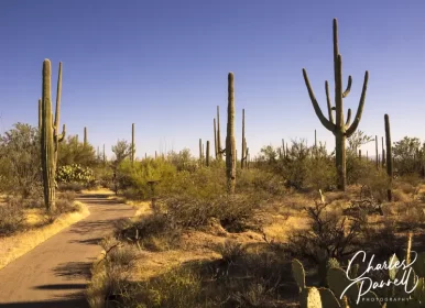 Explore Saguaro National Park