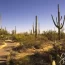 Explore Saguaro National Park