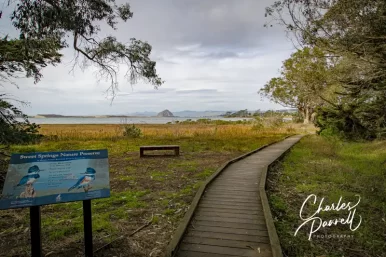 Enjoy the Morro Bay Bird Festival