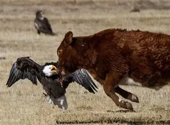 It’s Bald Eagle Season in Carson Valley