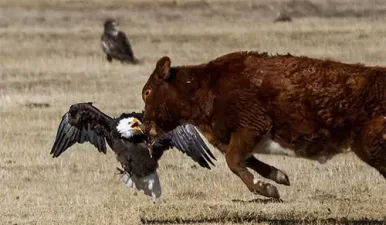 It’s Bald Eagle Season in Carson Valley