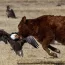 It’s Bald Eagle Season in Carson Valley