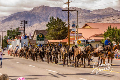 2026 Bishop Mule Days Coming Soon