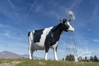 Big Bovine of the Desert