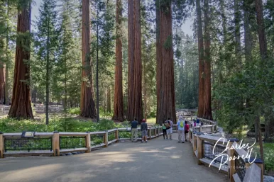 Escape to the Wheelchair-Accessible Mariposa Grove