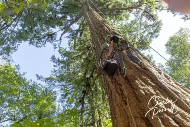 Wheelchair-Accessible Tree Climbing in Silver Falls State Park