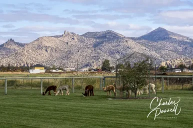 Crescent Moon Ranch