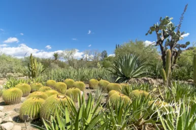 Boyce Thompson Arboretum — An Accessible Arizona Stop