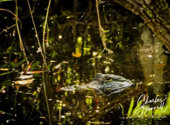 Explore the Wheelchair-Accessible Everglades