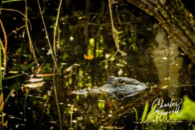 Explore the Wheelchair-Accessible Everglades