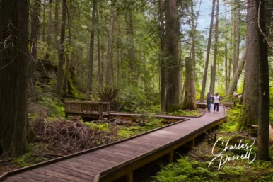 trail-of-the-cedars