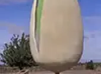 World’s Largest Pistachio