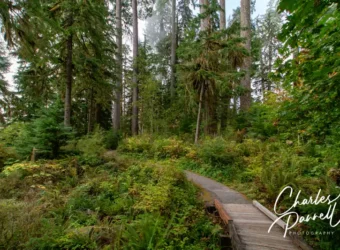Try These Two Wheelchair-Accessible North Cascades Hikes
