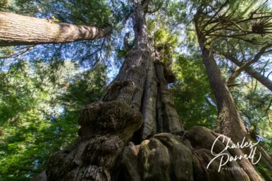Visit Oregon’s Largest Cedar Tree