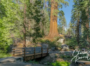 A Wheelchair-Accessible Giant Sequoia Getaway