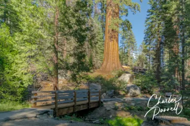 A Wheelchair-Accessible Giant Sequoia Getaway